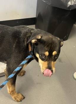 Mixed Breed Dogs Available for Adoption in West Chester, Pennsylvania - Princess Xara | PetCurious