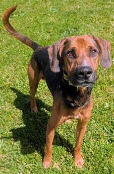 Black And Tan Coonhound and Bloodhound Dogs Available for Adoption in Akron, Ohio - DUCKWEED | PetCurious
