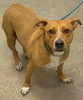 Maggie -  Pit Bull Terrier and Pembroke Welsh Corgi Dog for Adoption in Cleveland, Ohio - Maggie | PetCurious