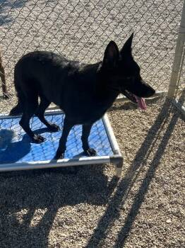 Shadow -  German Shepherd Dog Dog for Adoption in Georgetown, Ohio - Shadow | PetCurious