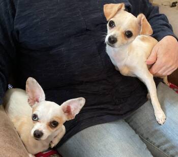 Chihuahua Dogs Available for Adoption in Evergreen, Colorado - Fiona & Willow Bonded | PetCurious