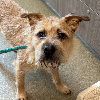 Brutus -  Chow Chow and Mixed Breed Dog for Adoption in Council Bluffs, Iowa - Brutus | PetCurious