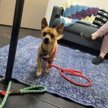 Shorty -  Mixed Breed Dog for Adoption in Memphis, Tennessee - Shorty | PetCurious