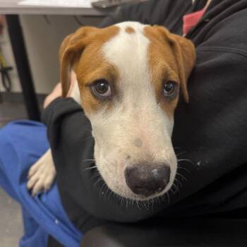 Henry -  Mixed Breed Dog for Adoption in Columbiana, Alabama - Henry | PetCurious