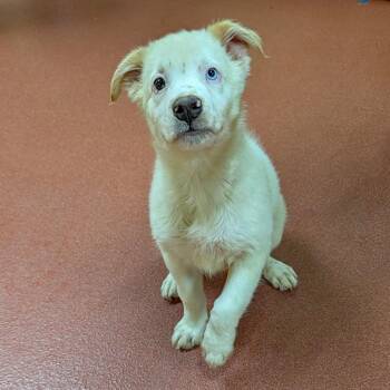 Beau -  Australian Shepherd and Pomsky Dog for Adoption in Accident, Maryland - Beau | PetCurious