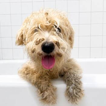 Schnauzer Dogs Available for Adoption in Bastrop, Texas - Cedar 26-05-108 | PetCurious