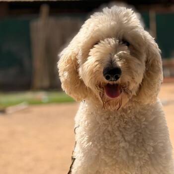 Moose -  Poodle and Golden Retriever Dog for Adoption in Sonoma, California - Moose | PetCurious