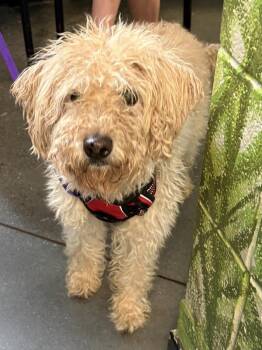 Pen 192 Rocko -  Poodle and Terrier Dog Available for Adoption in Lawrenceville, Georgia - Pen 192 Rocko | PetCurious