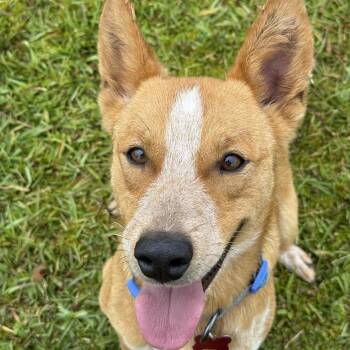 Bingo -  Cattle Dog Dog for Adoption in Volcano, Hawaii - Bingo | PetCurious