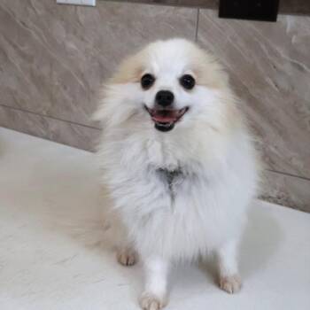 Carrie -  Pomeranian Dog for Adoption in Northbrook, Illinois - Carrie | PetCurious