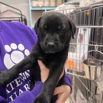 Pit Bull Terrier Dogs Available for Adoption in East St. Louis, Illinois - Napa | PetCurious