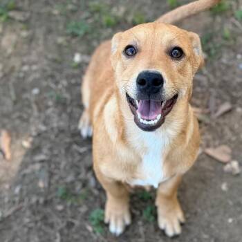 Hound Dogs Available for Adoption - Ranger | PetCurious