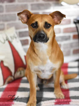 Rescue Dachshund and Labrador Retriever Dogs for Adoption in Brewster, New York - Fred (Flintstone Litter) | PetCurious