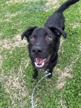 Barney -  Labrador Retriever Dog for Adoption in Evansville, Indiana - Barney | PetCurious
