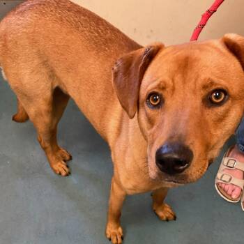 LEX -  Mixed Breed Dog for Adoption in Memphis, Tennessee - LEX | PetCurious