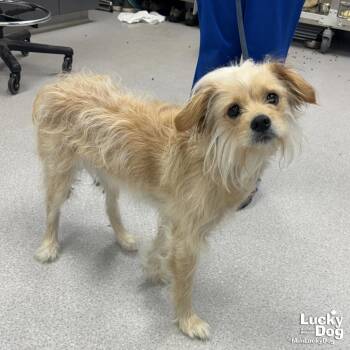 Terrier Dogs Available for Adoption in Washington, District Of Columbia - Annabelle | PetCurious