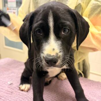 Adzuki Achillea -  Pit Bull Terrier and Mixed Breed Dog for Adoption in Murray, Utah - Adzuki Achillea | PetCurious