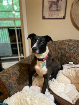 Rescue Pit Bull Terrier Dogs for Adoption in Rockaway, New Jersey - Lila Dixon | PetCurious