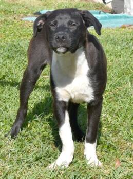 Mixed Breed Dogs Available for Adoption in Kingsland, Georgia - Tag | PetCurious