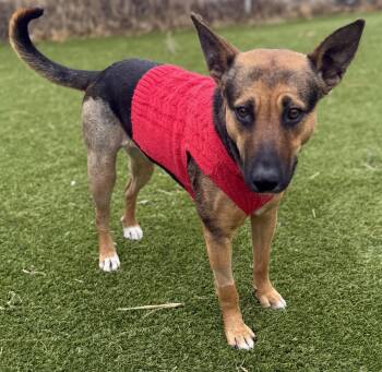 German Shepherd Dog and Mixed Breed Dogs Available for Adoption - Carlita | PetCurious