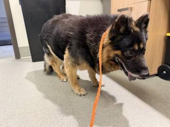 EARL -  German Shepherd Dog and Mixed Breed Dog for Adoption in Ontario, California - EARL | PetCurious