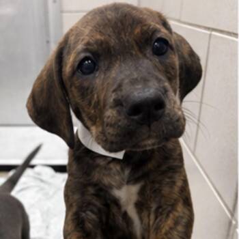 Twinkie -  Coonhound and Mixed Breed Dog for Adoption in Nashville, Tennessee - Twinkie | PetCurious