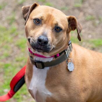 Mixed Breed Dogs Available for Adoption in Kennebunk, Maine - Honey | PetCurious