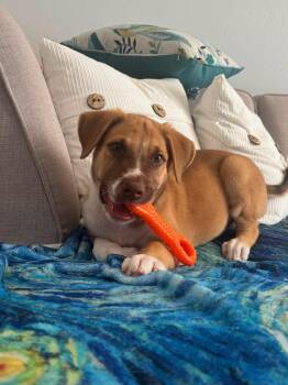 Arthur -  Labrador Retriever Dog for Adoption in Tallahassee, Florida - Arthur | PetCurious