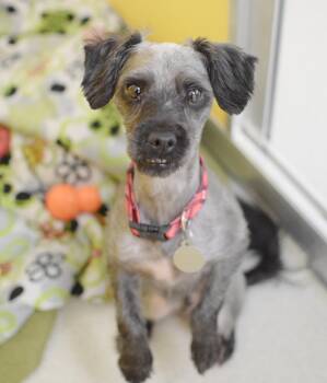 Oreos -  Shih Tzu Dog for Adoption in Pontiac, Michigan - Oreos | PetCurious