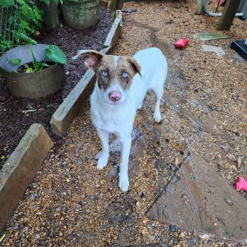 Rescue Mixed Breed Dogs for Adoption in Boaz, Alabama - Vivian | PetCurious