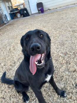 Labrador Retriever Dogs Available for Adoption - Reese | PetCurious