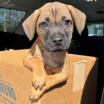 Mixed Breed Dogs Available for Adoption in Columbus, North Carolina - Moseby | PetCurious