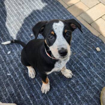 Hillary Scott -  Mixed Breed Dog for Adoption in Shorewood, Illinois - Hillary Scott | PetCurious