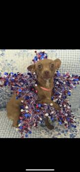 JACKIE -  Chihuahua and Miniature Dachshund Dog for Adoption in Branford, Connecticut - JACKIE | PetCurious