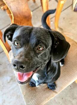 Rescue Chihuahua and Mixed Breed Dogs for Adoption in Calimesa, California - Jack | PetCurious