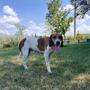 Thrifted Emmy Award (Emmy) -  Hound Dog for Adoption in Logan, Utah - Thrifted Emmy Award (Emmy) | PetCurious