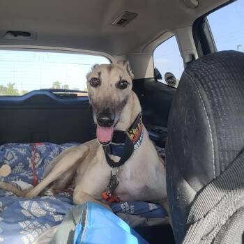 Bevan Bale -  Greyhound Dog for Adoption in Venice, Florida - Bevan Bale | PetCurious
