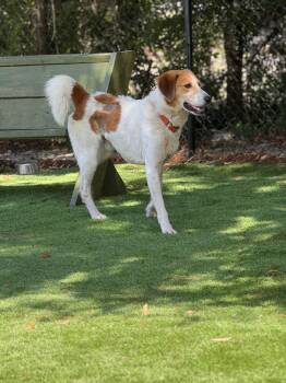 Retriever Dogs Available for Adoption in Pawleys Island, South Carolina - Dunkin | PetCurious