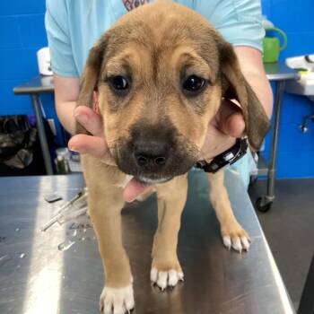 Sundance -  Retriever Dog for Adoption in Montgomery, Alabama - Sundance | PetCurious
