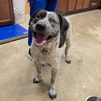 Titus - 051911U -  Labrador Retriever and Australian Cattle Dog Blue Heeler Dog for Adoption in Tupelo, Mississippi - Titus - 051911U | PetCurious