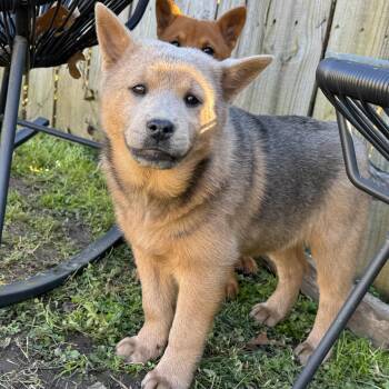 Chow Chow Dogs Available for Adoption - Duck | PetCurious