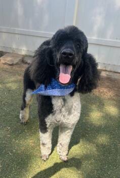 Bodhi -  Poodle Dog for Adoption in Agua Dulce, California - Bodhi | PetCurious