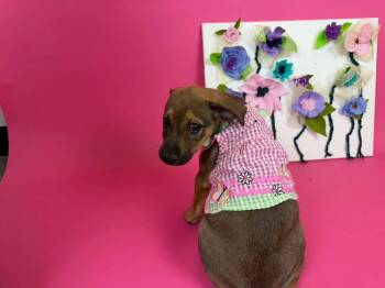 PEBL -  Shepherd and Chow Chow Dog for Adoption in Phoenix, Arizona - PEBL | PetCurious