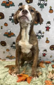 261365  McGriddle -  Pit Bull Terrier and Australian Shepherd Dog for Adoption in Wetumpka, Alabama - 261365  McGriddle | PetCurious