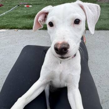 Mixed Breed Dogs Available for Adoption in Pinellas Park, Florida - Bina (Chantel) | PetCurious