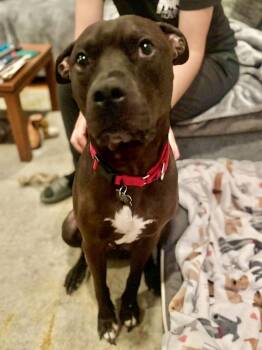 Pit Bull Terrier Dogs Available for Adoption - York | PetCurious