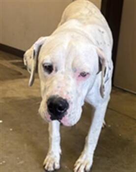 Pit Bull Terrier Dogs Available for Adoption in Ontario, California - SOPHIE | PetCurious