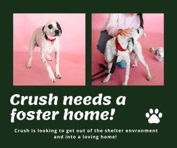 English Pointer Dogs Available for Adoption - Needs Foster Crush (VA) | PetCurious