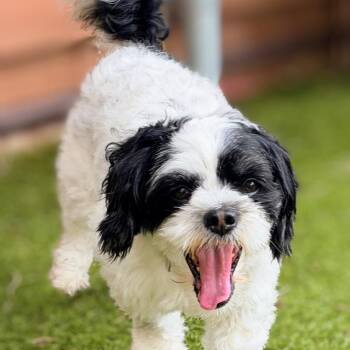 Shih Tzu Dogs Available for Adoption in Houston, Texas - Poncho | PetCurious