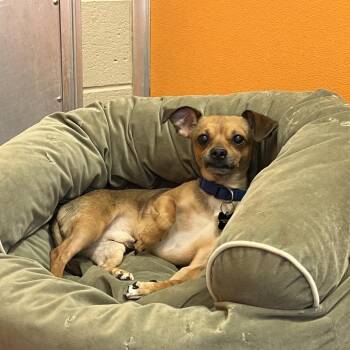 Diesel -  Chihuahua and Mixed Breed Dog for Adoption - Diesel | PetCurious